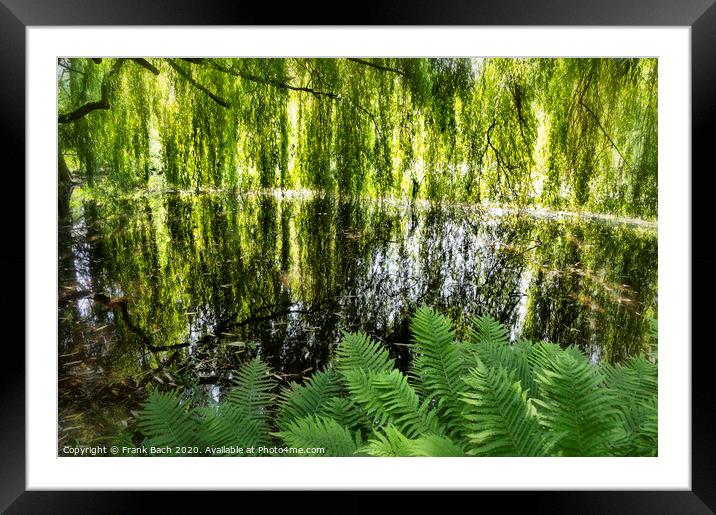 Lake with weeping willows  Framed Mounted Print by Frank Bach