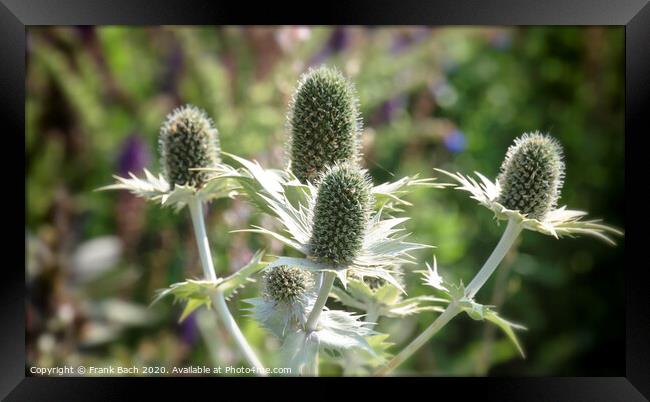 Thistle flower in a summer meadow Framed Print by Frank Bach