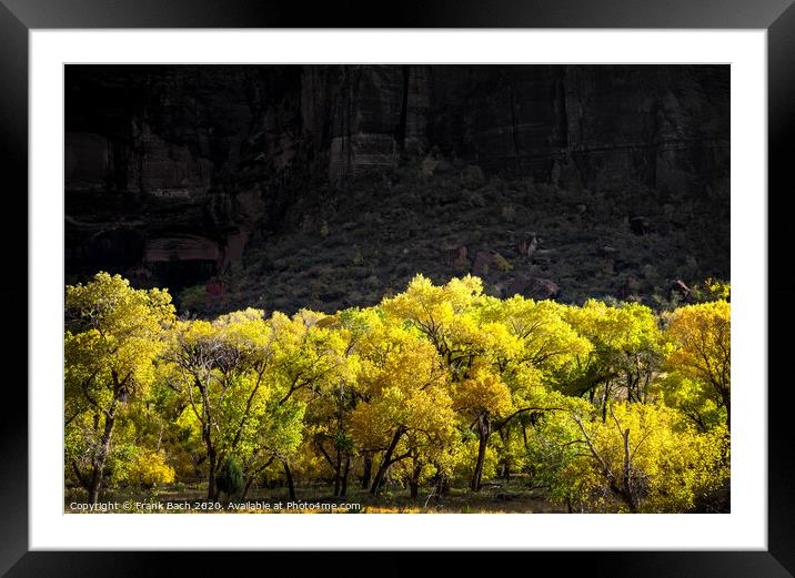 Autumn leaves in Zion National Park, Utah Framed Mounted Print by Frank Bach