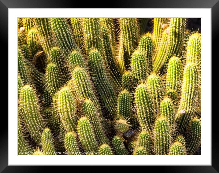 Hedgehog barrel cacti in a bunch Framed Mounted Print by Frank Bach