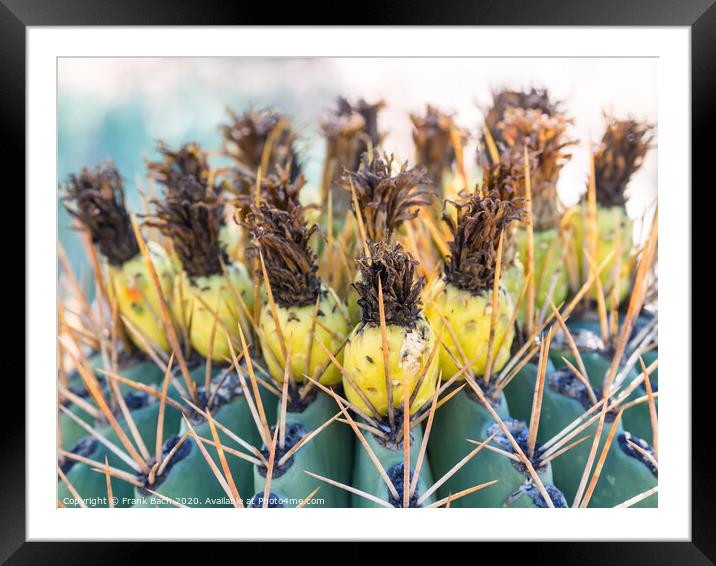 Ferocactus with fruits from Phoenix, Arizona Framed Mounted Print by Frank Bach