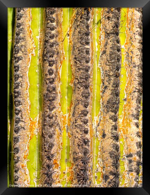 Close up of a Saguaro stem Framed Print by Frank Bach