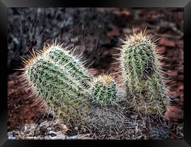 Hedgehog barrel cacti in a bunch Framed Print by Frank Bach