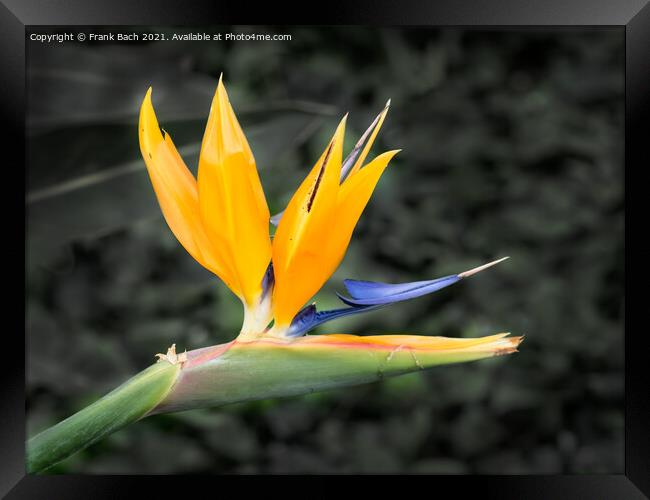 Tropical flower strelitzia, bird of paradise Framed Print by Frank Bach