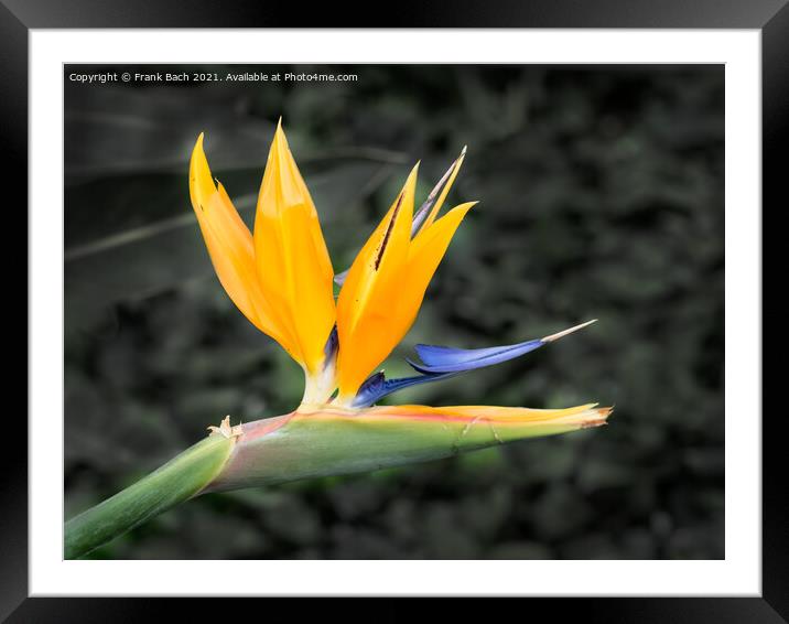Tropical flower strelitzia, bird of paradise Framed Mounted Print by Frank Bach