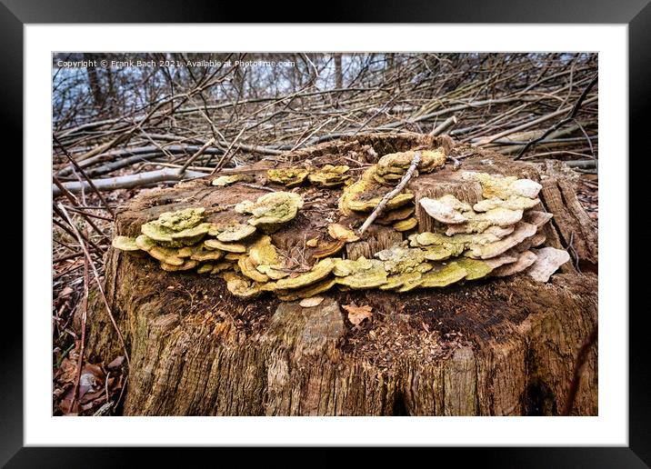 Pine fungus on a withered tree Framed Mounted Print by Frank Bach