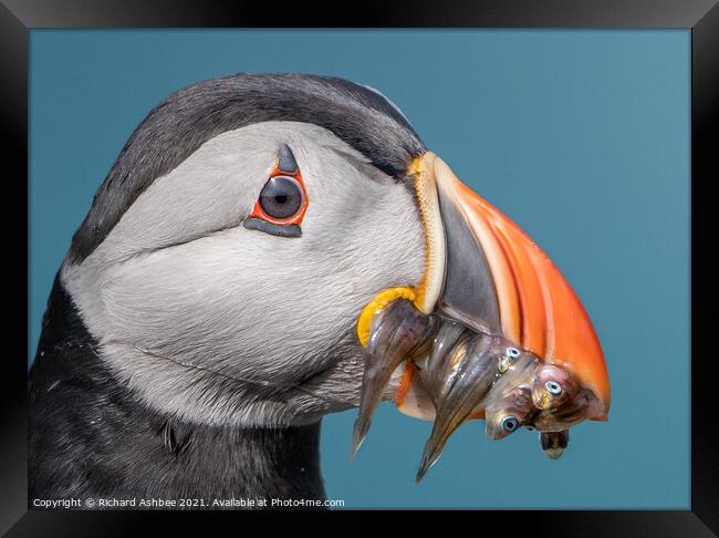 Shetland Puffin with fish Framed Print by Richard Ashbee
