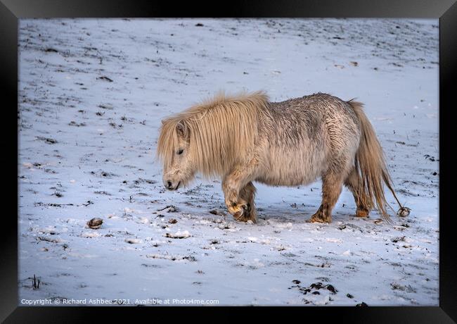 A white Shetland Pony walking across a snow covere Framed Print by Richard Ashbee