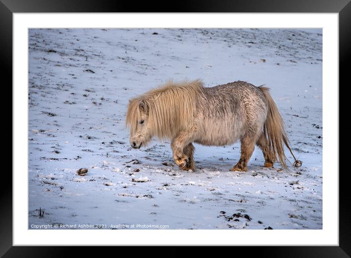A white Shetland Pony walking across a snow covere Framed Mounted Print by Richard Ashbee