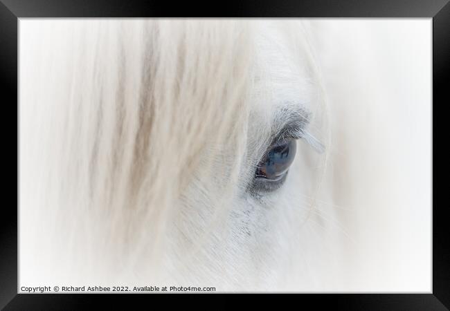 White Shetland Pony close up Framed Print by Richard Ashbee