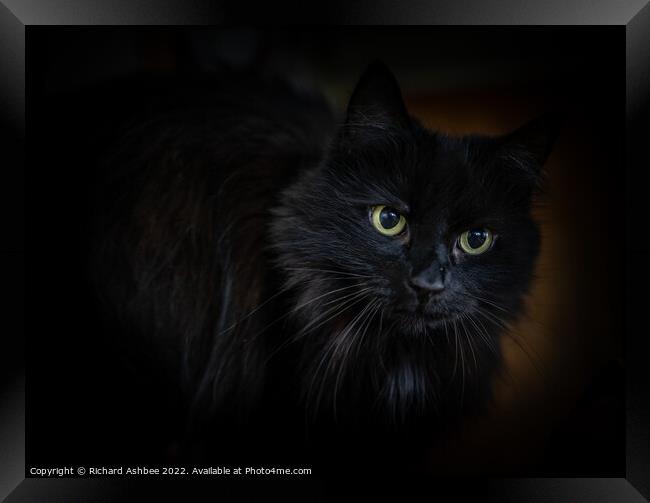 Black cat Framed Print by Richard Ashbee