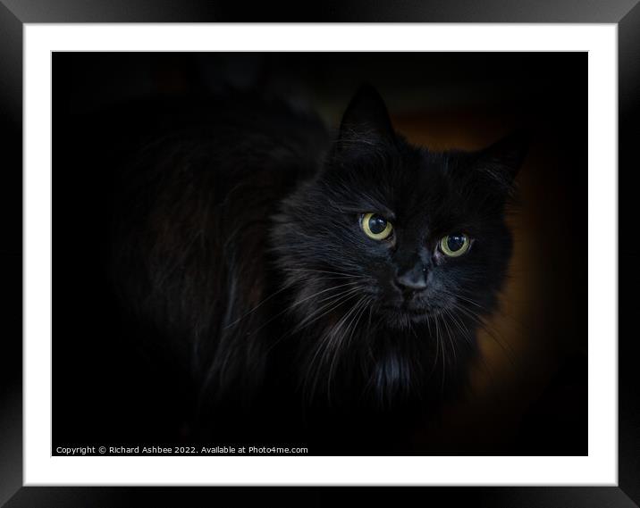 Black cat Framed Mounted Print by Richard Ashbee