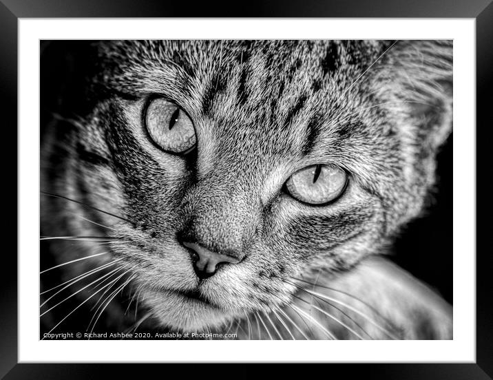 A close up of a cat looking at the camera Framed Mounted Print by Richard Ashbee
