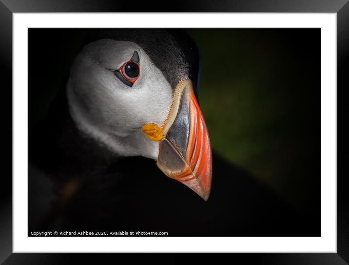 Shetland Puffin Framed Mounted Print by Richard Ashbee