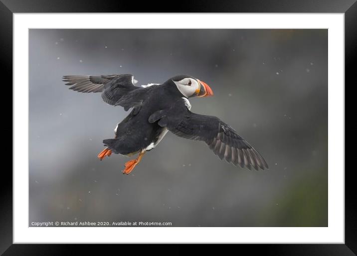 Puffin in flight Framed Mounted Print by Richard Ashbee