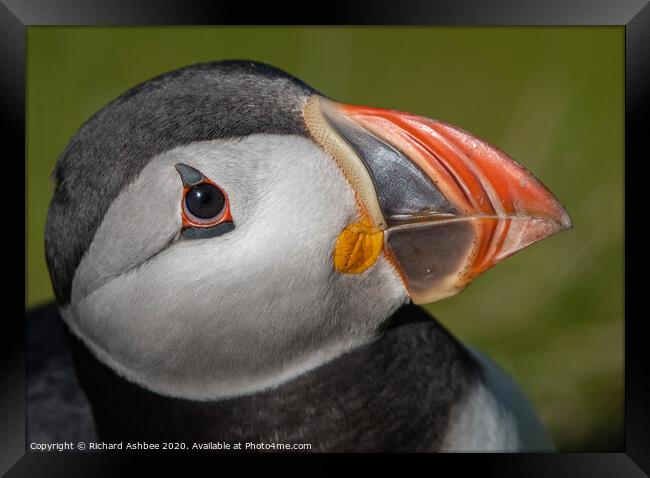 Puffin close up Framed Print by Richard Ashbee