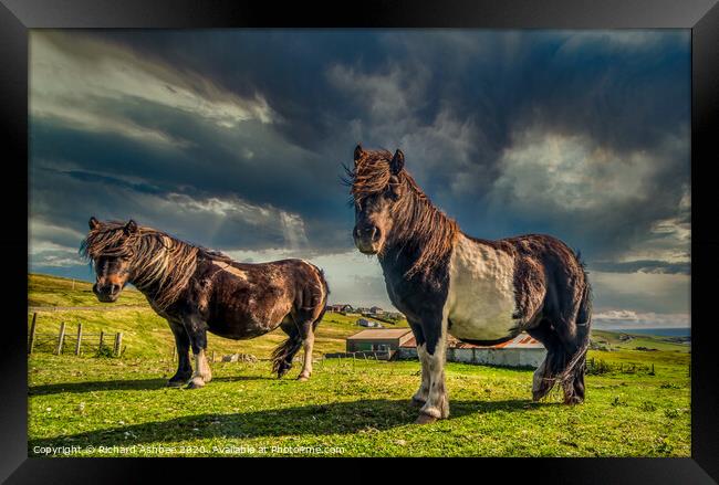 Shetland ponies Framed Print by Richard Ashbee