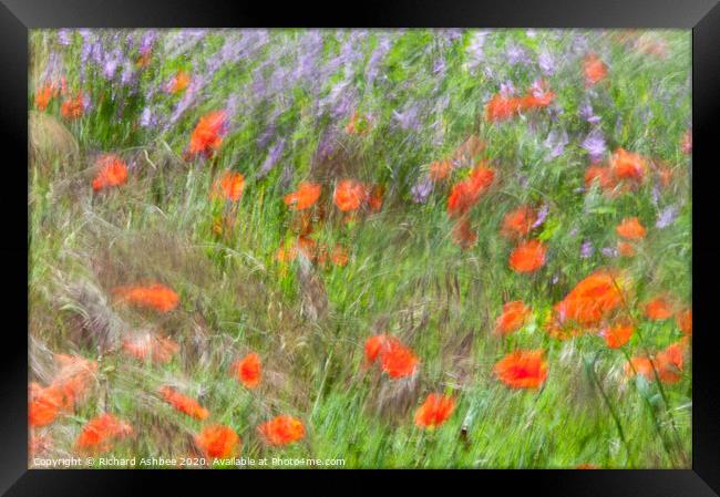 A field of dancing poppies Framed Print by Richard Ashbee