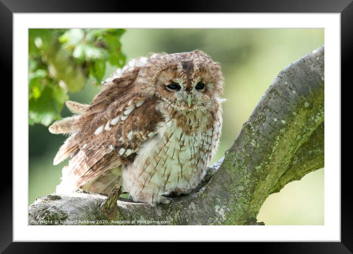 Tawny Owl sitting in the sun Framed Mounted Print by Richard Ashbee