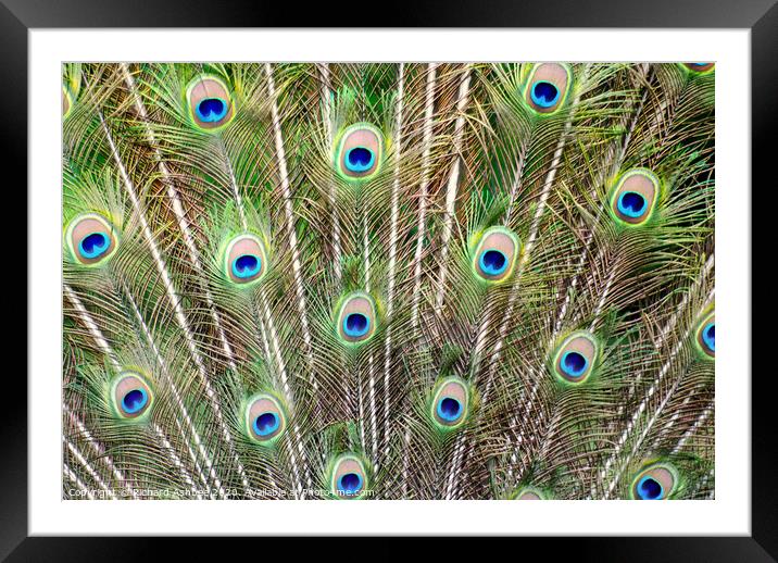 Peacock Feathers Framed Mounted Print by Richard Ashbee