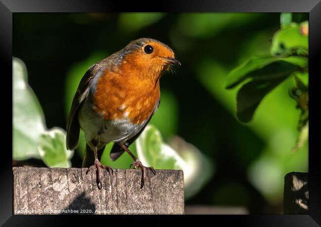 The inquisitive Robin Framed Print by Richard Ashbee