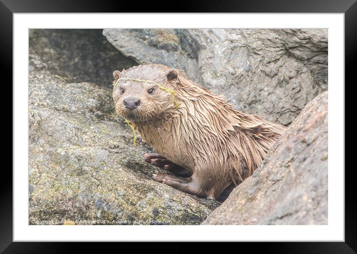 Shetland Otter re-emerges from its holt Framed Mounted Print by Richard Ashbee