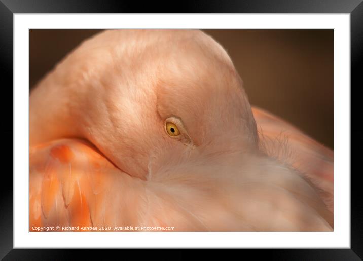 Pink Flamingo Framed Mounted Print by Richard Ashbee