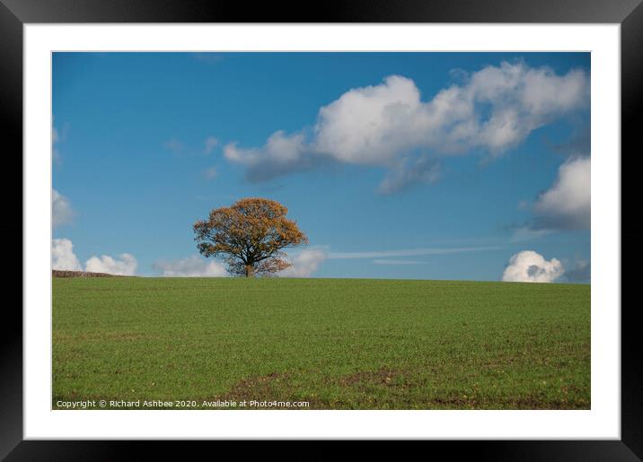 single tree on a farm Framed Mounted Print by Richard Ashbee