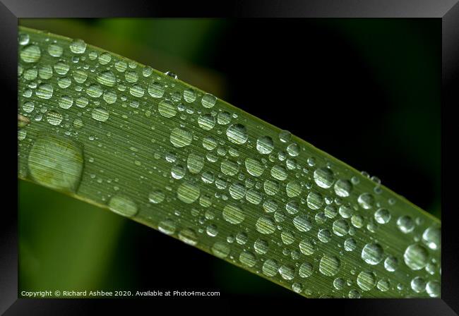 Water droplet on a blade of grass Framed Print by Richard Ashbee