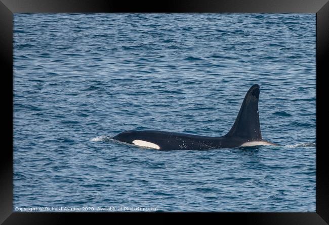 Orca -Killer whale Shetland Framed Print by Richard Ashbee