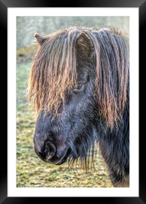 A close up of a horse Framed Mounted Print by Richard Ashbee