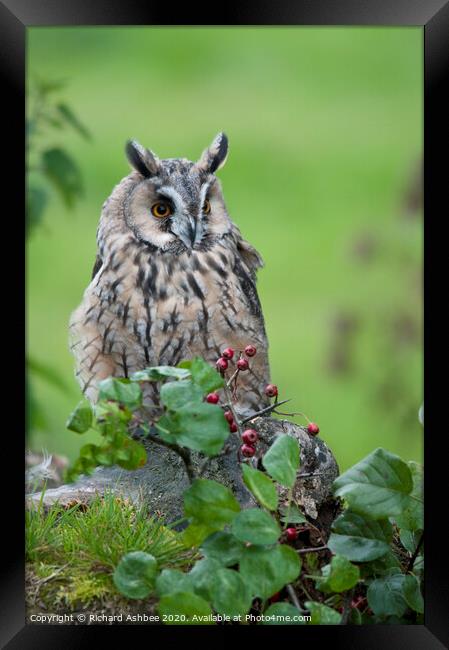 Long Eared Owl Framed Print by Richard Ashbee