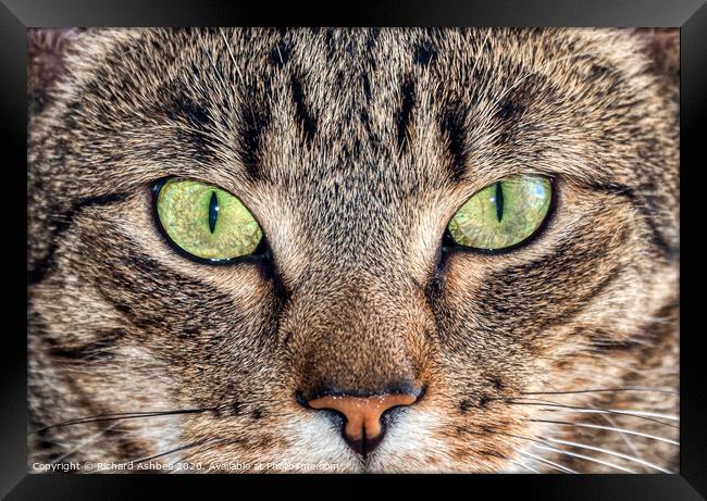 Cats eyes Framed Print by Richard Ashbee