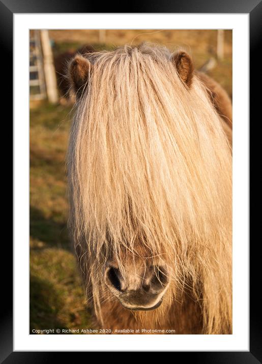 A hairy Shetland Pony Framed Mounted Print by Richard Ashbee