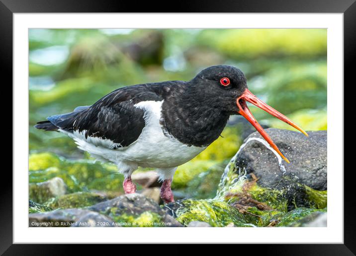 Oystercatcher Framed Mounted Print by Richard Ashbee