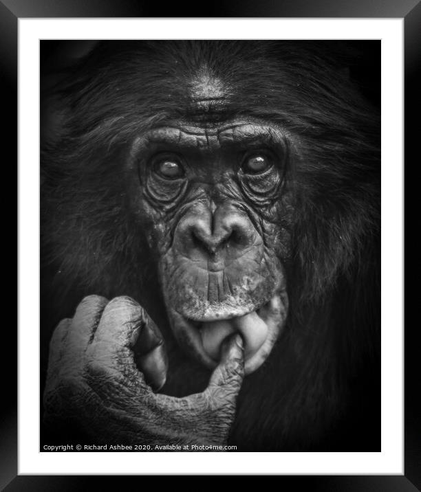 Thoughtful chimp Framed Mounted Print by Richard Ashbee