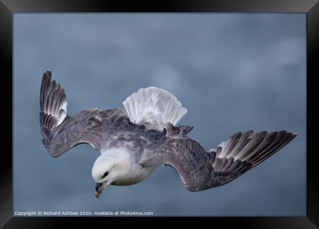 Fulmar hovering in the wind Framed Print by Richard Ashbee