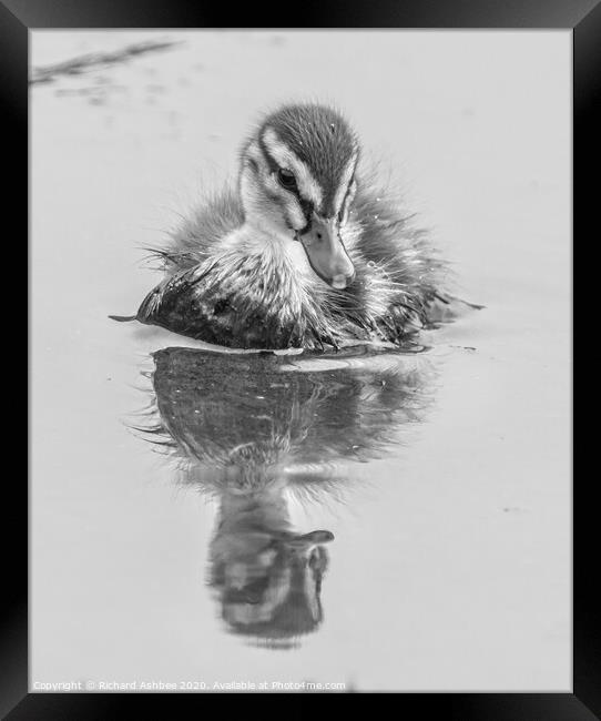 Black & White Mallard Duckling Framed Print by Richard Ashbee