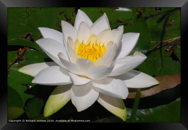 White water lily Framed Print by Richard Ashbee