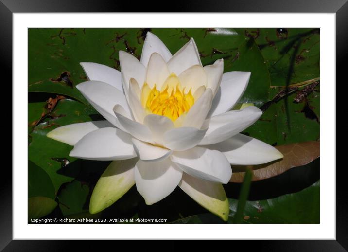 White water lily Framed Mounted Print by Richard Ashbee
