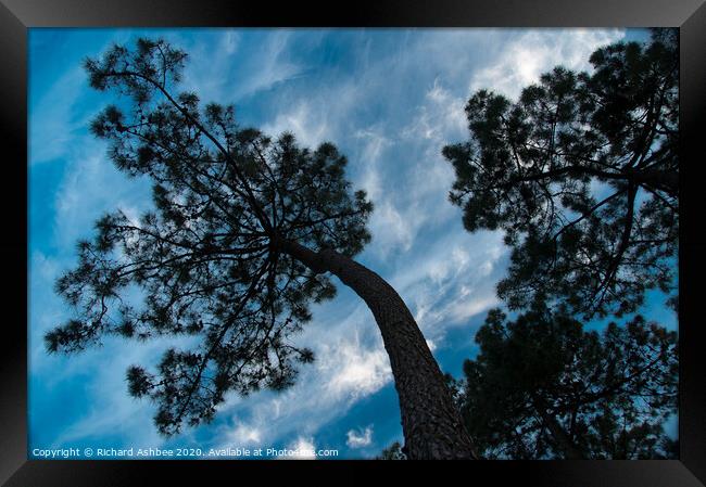 Twisted pine tree silhouette Framed Print by Richard Ashbee