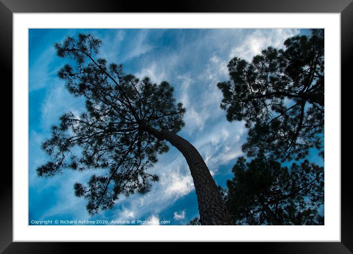 Twisted pine tree silhouette Framed Mounted Print by Richard Ashbee