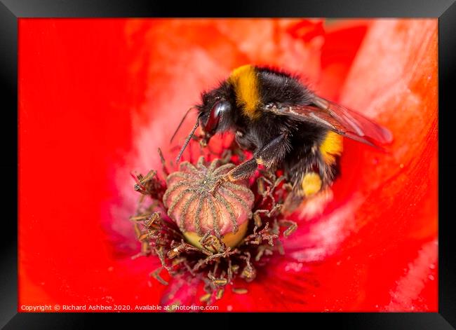 Bee in Poppy Framed Print by Richard Ashbee