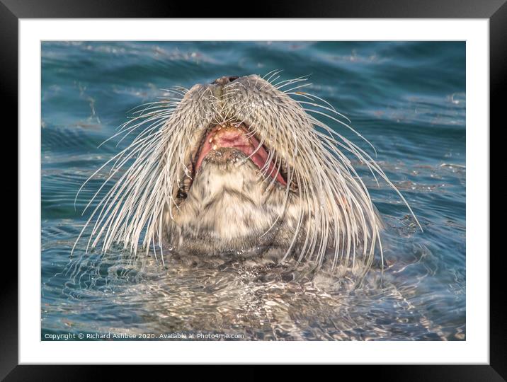 Rare Bearded Seal Framed Mounted Print by Richard Ashbee