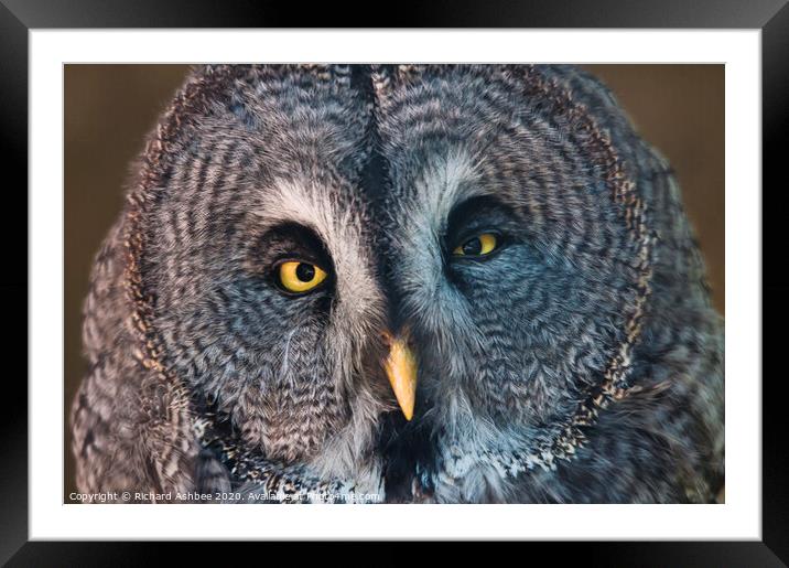 Great Grey Owl Framed Mounted Print by Richard Ashbee