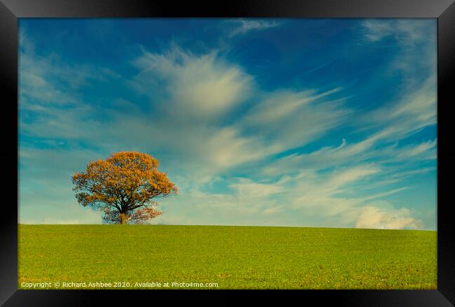 Lonely autumn tree Framed Print by Richard Ashbee