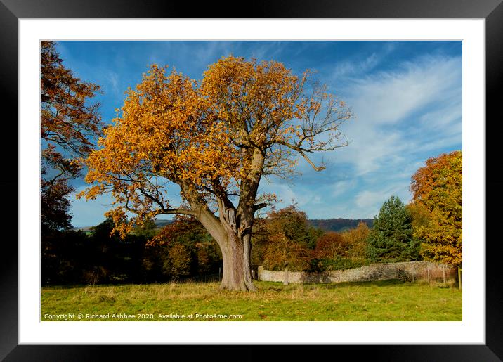 The old tree Framed Mounted Print by Richard Ashbee