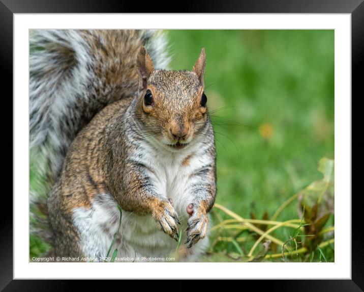 Grey Squirrel Framed Mounted Print by Richard Ashbee