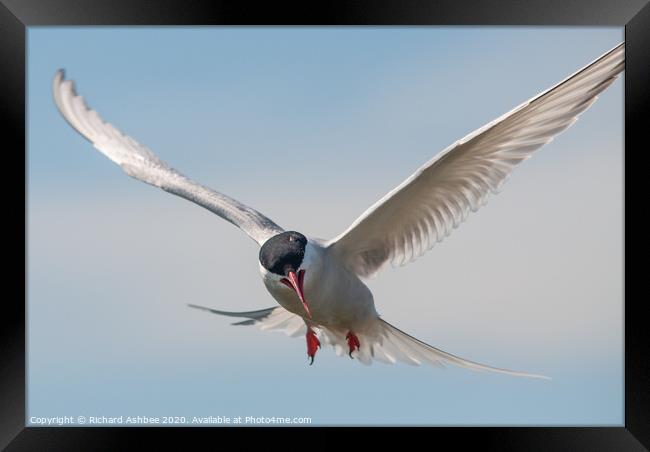 Arctic tern attack Framed Print by Richard Ashbee