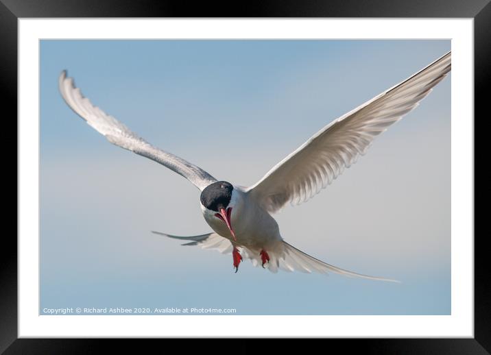 Arctic tern attack Framed Mounted Print by Richard Ashbee